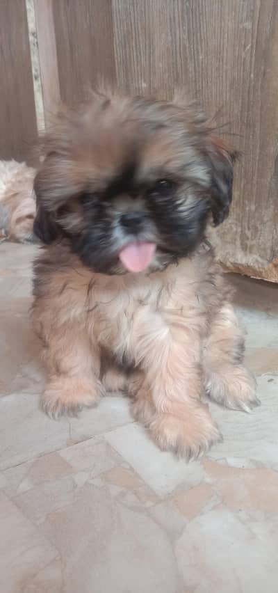 shih tzu puppy female
