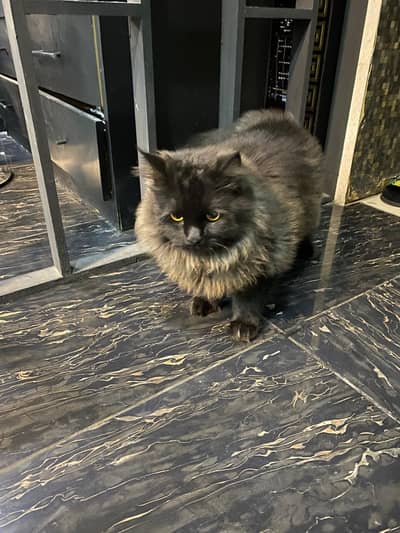 Persion cat for sale