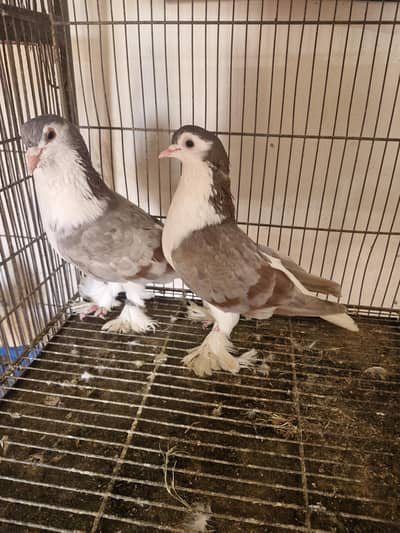 lahori sherazi breeding pair