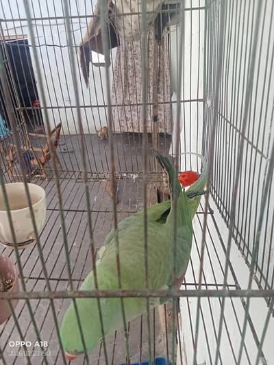 Ready to breed Phari Kashmiri raw female parrot
