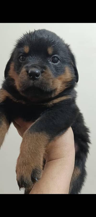 outclass champoin bloodlines pair