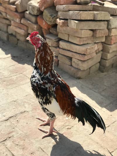 aseel mianwali chena munasib price