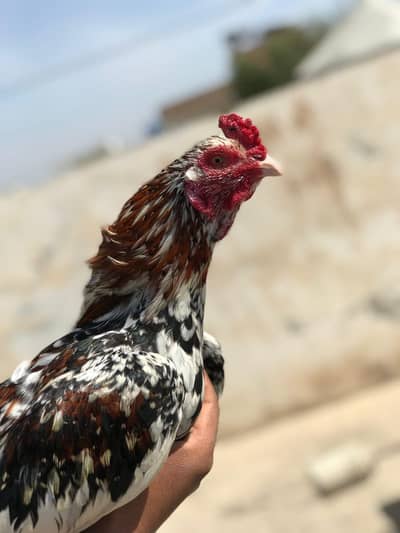 aseel mianwali chena munasib price