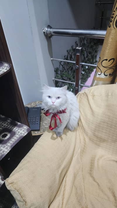 Litter trained and Name train