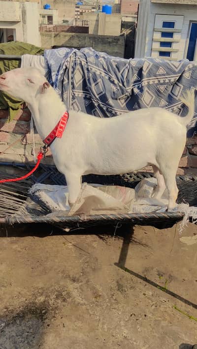 teda bakra dobda ho jia hn mashallah 