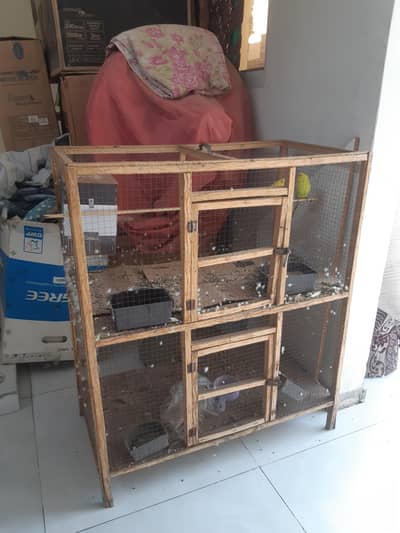 Bajri pair female red eye and male black eye