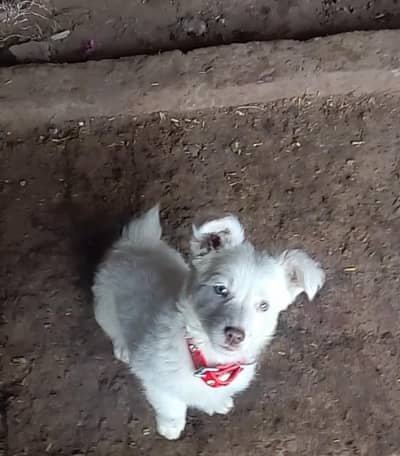 Beautiful Russian full security dog 03150739125