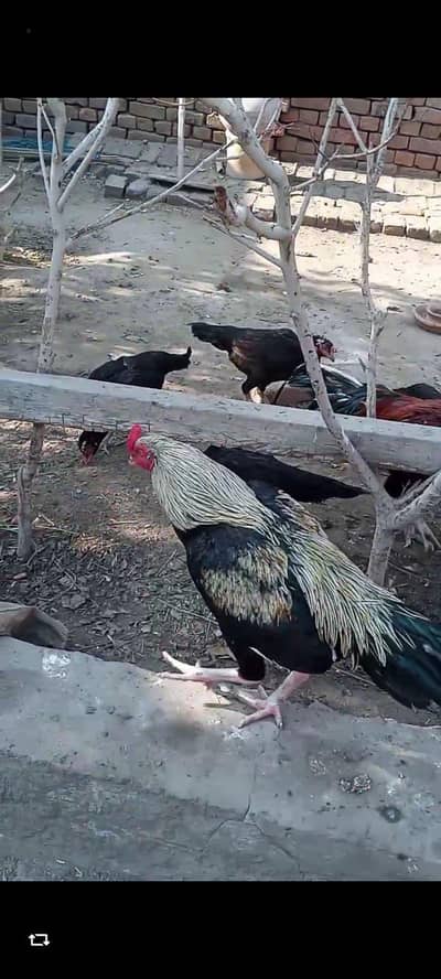 Aseel Mianwali sawa  03017020091 3083071000