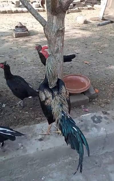 Aseel Mianwali sawa  03017020091 3083071000