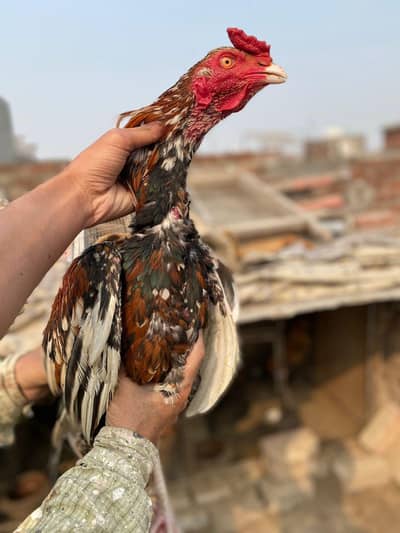 Pakistani aseel murga for sale