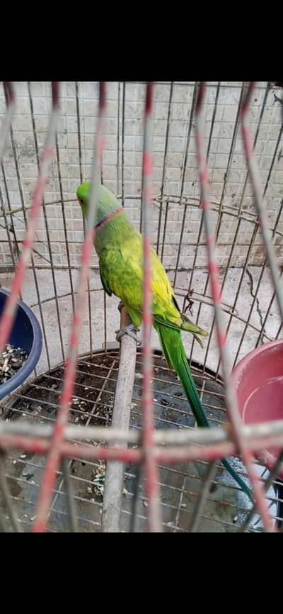 RingNeck parrot