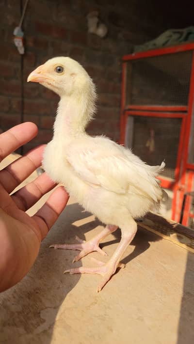 heera chick/heera aseel chic/heera chicks/white asel chicks/heera pair