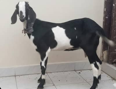 Breeders Goats for Sale