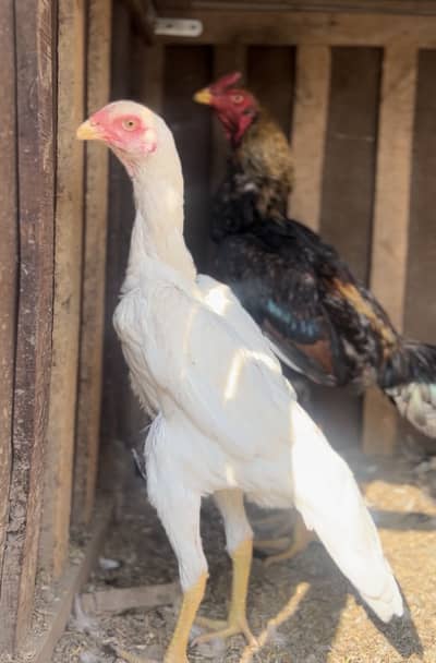 Shamo cross chiks 100%