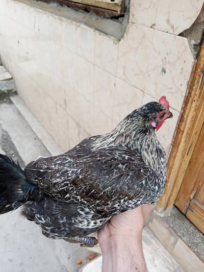 golde nactive murgi hai anda mein deti hai