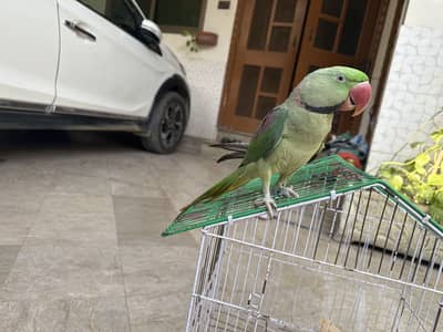 Raw parrot