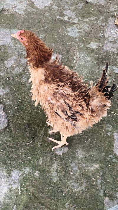 hen fizzle bread for sale 1800