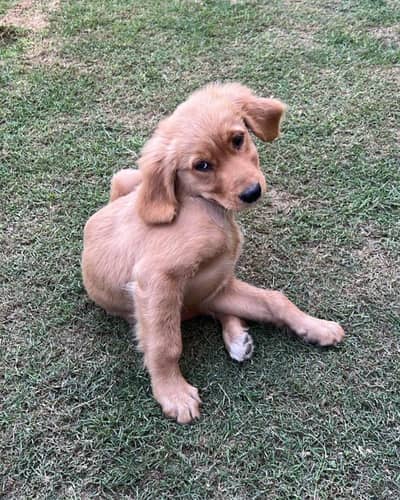 golden retriever for sale