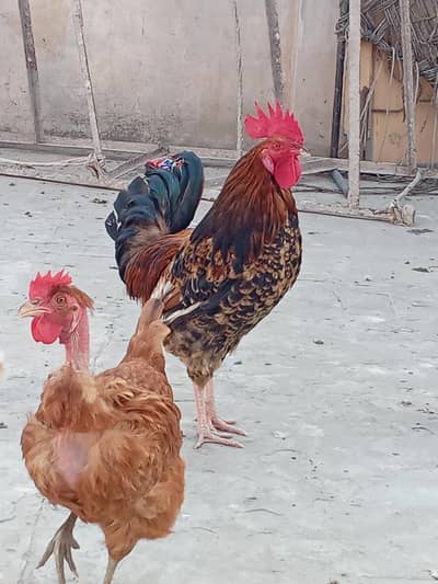 Egg laying golden misri hens 5+1