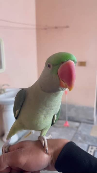 Friendly Hand tame and Talking Raw parrot for sale