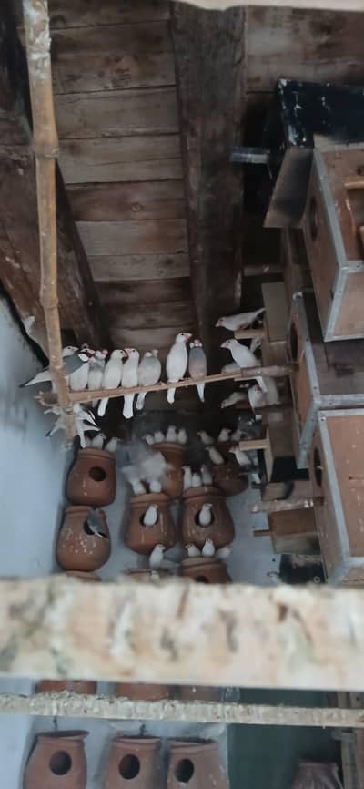 Jawa Finch pairs Love birds Austrailians