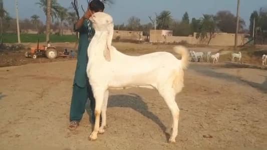 Gulabi Bakra For Sale +03106417029