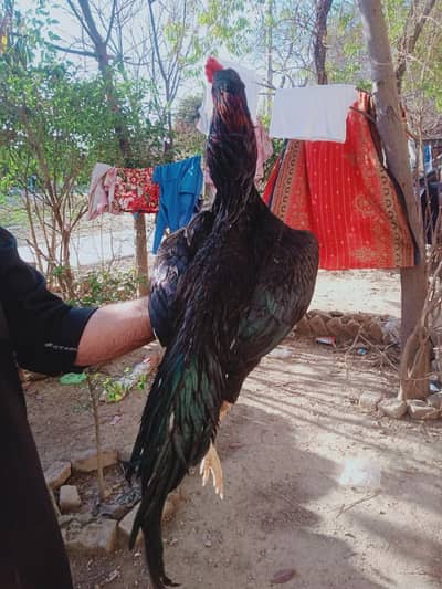 mushka phatta for sale