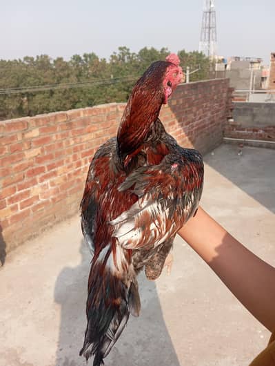 pure aseel mianwali patha lakha