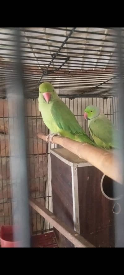 Ringneck pair for Sale