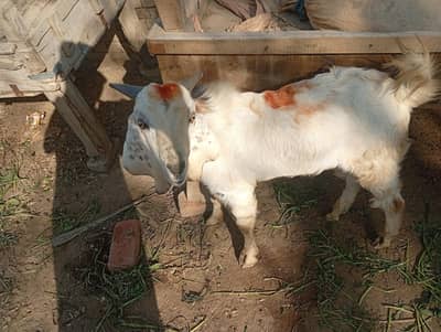 bakra fore sale qurbani wala