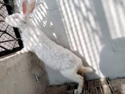 rabbit Female
