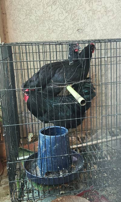 2 male and 2 female Austrolorp