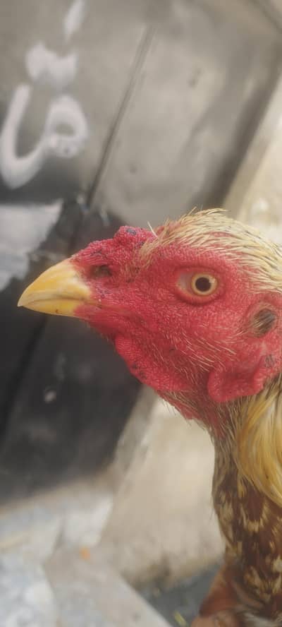 Surga Aseel ( Triple Jhurree Nok ) Intehahi mazboot Face me