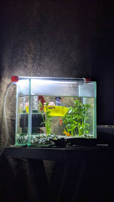 Fish Aquarium with Accessories
