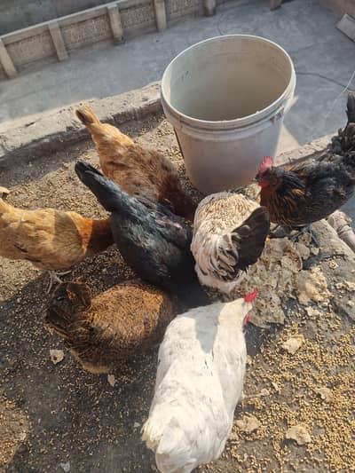 Ande Wali Murgiyan For Sale 03167017872 whatsapp