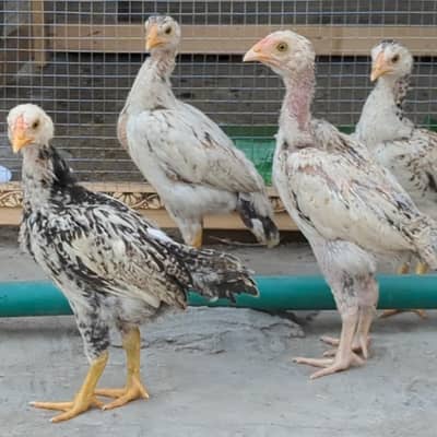 Aseel Pakistani chicks