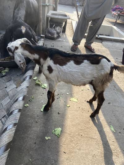 Full active teddy bakra