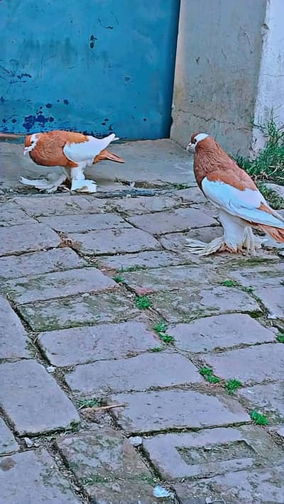 Gubara kabotar breader pair for sale