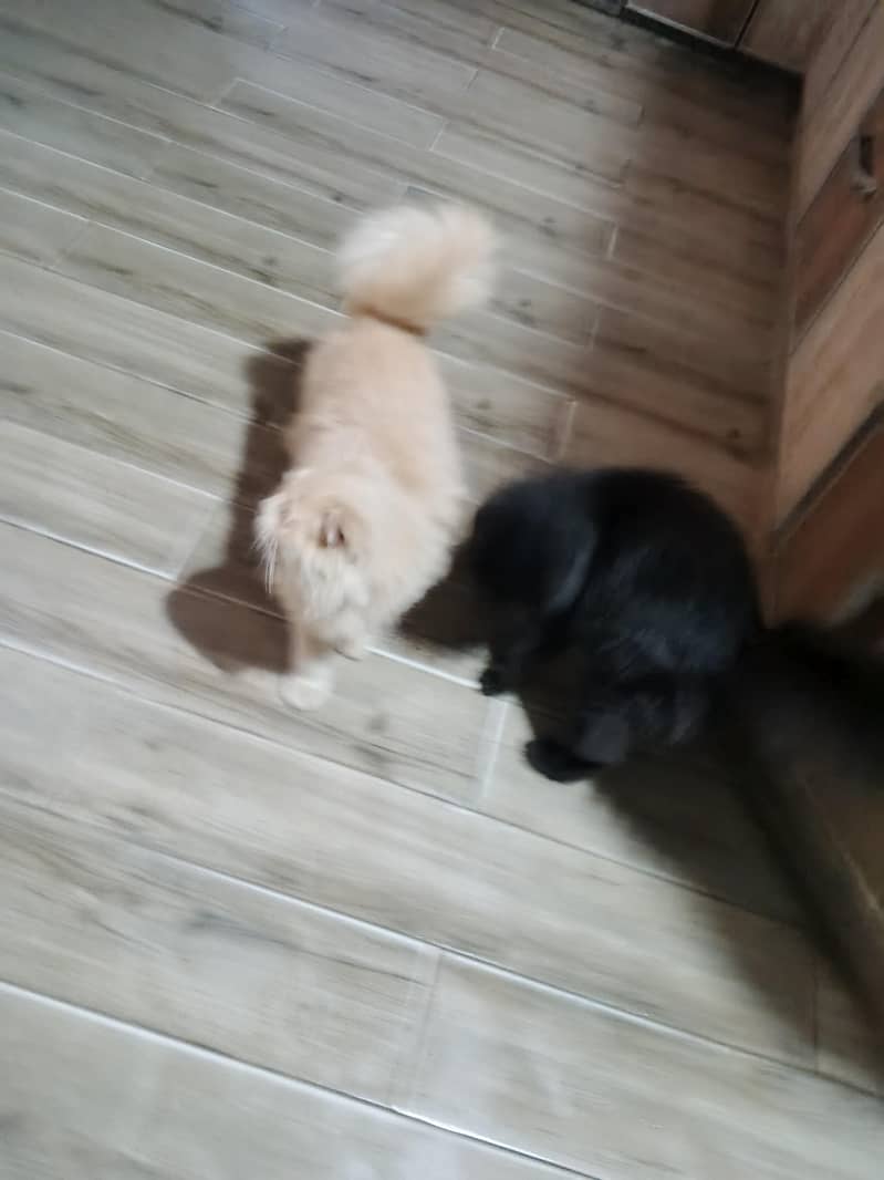 Persian pair 0