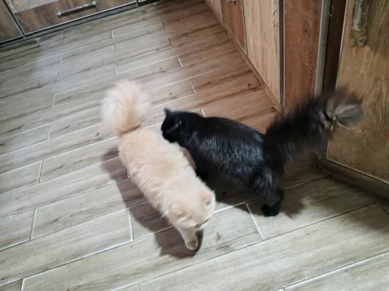 Persian pair 1