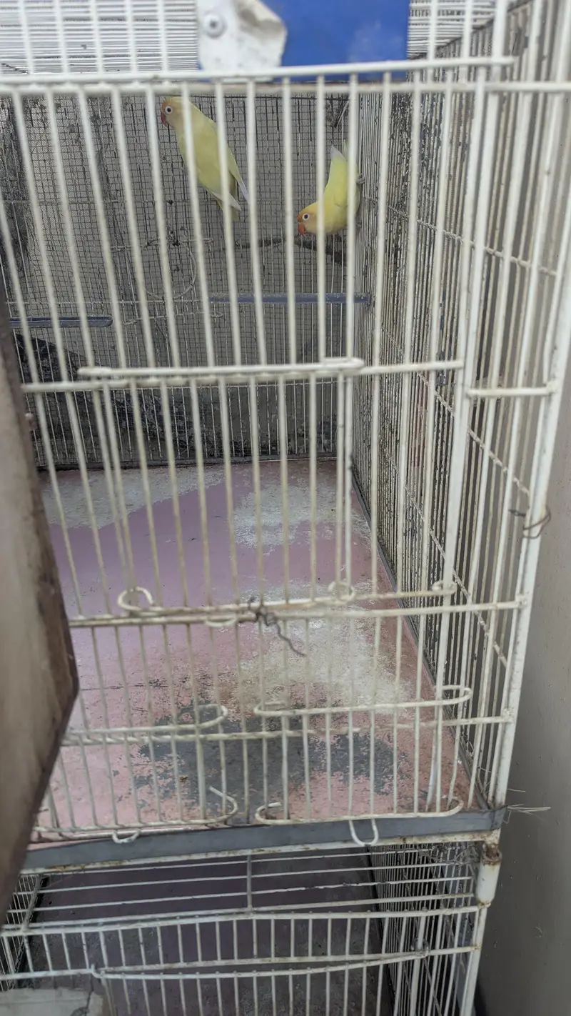 4 portion Cage with Birds (Cremino and Blu 2) — photo 3