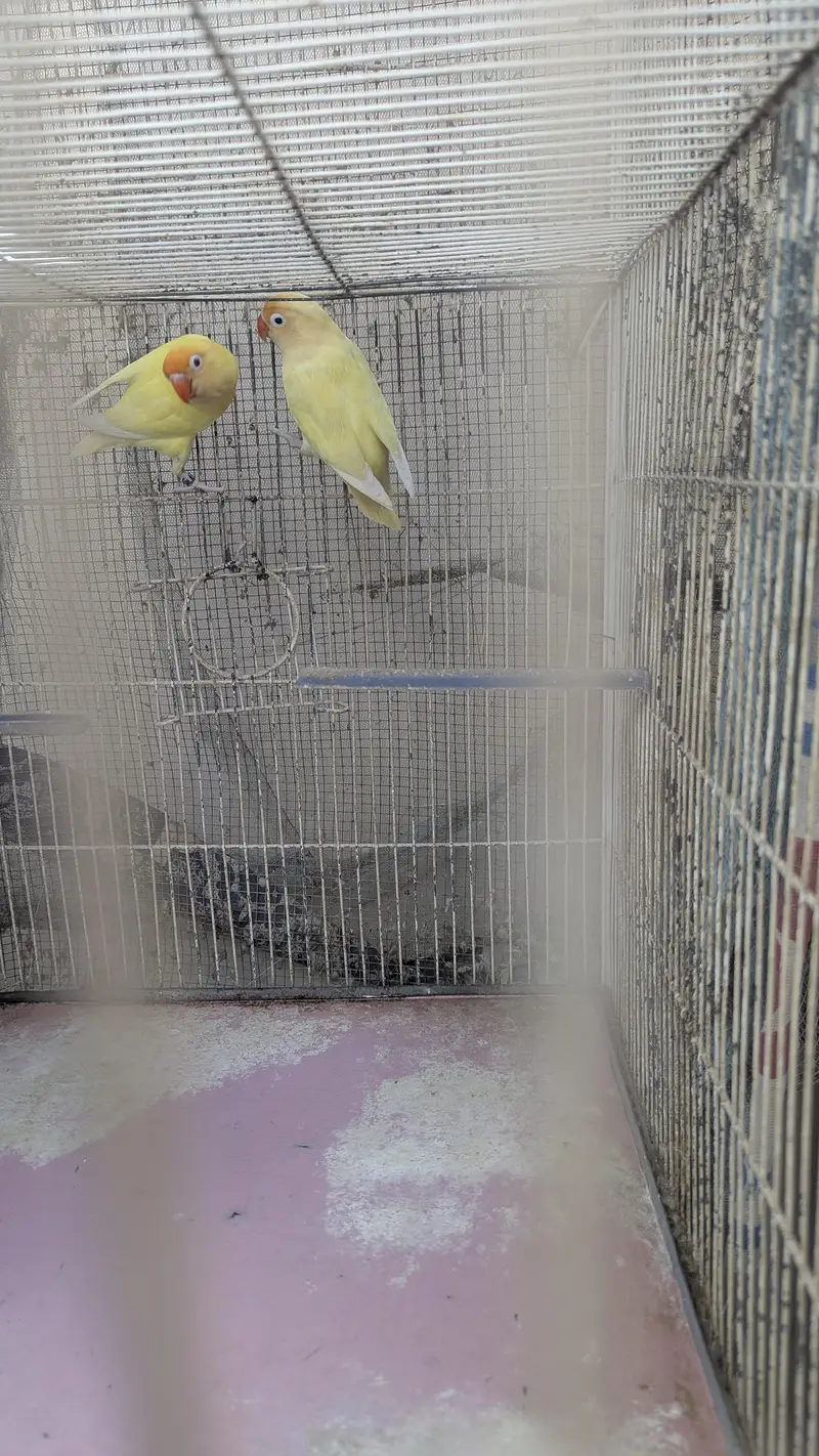 4 portion Cage with Birds (Cremino and Blu 2) — photo 4