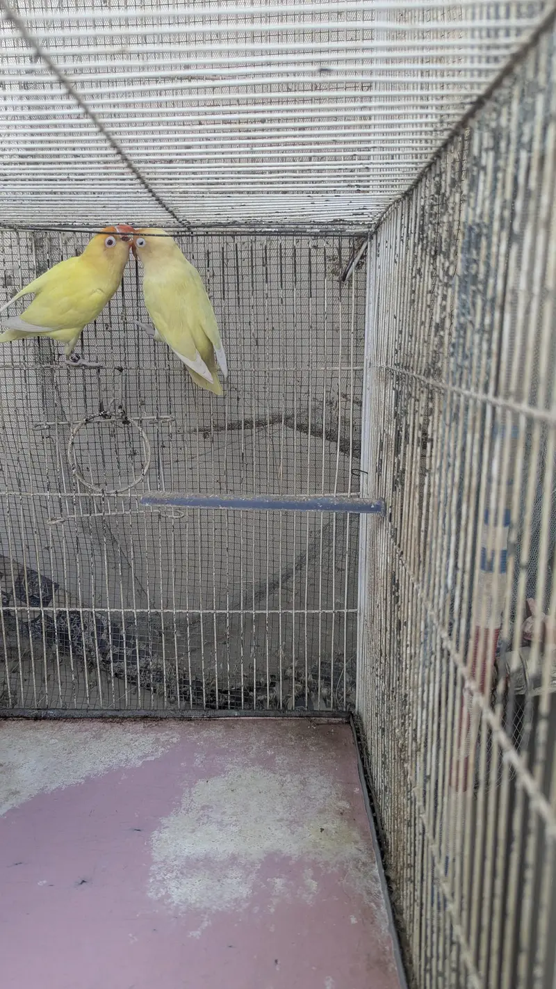 4 portion Cage with Birds (Cremino and Blu 2) — photo 5