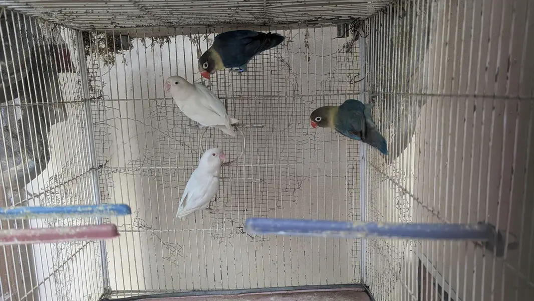 4 portion Cage with Birds (Cremino and Blu 2) — photo 6