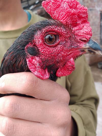 Thai super necklocker + Burmi