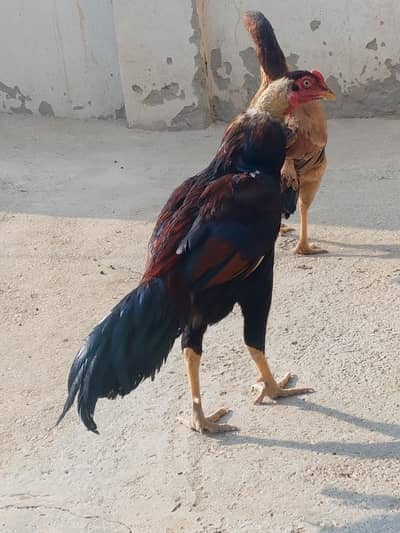 Aseel patha for sale