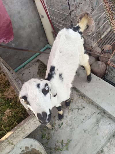 Dogli female pathhhh