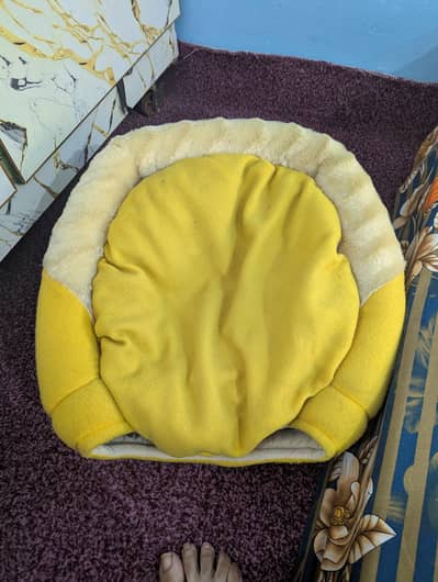 cat House two in one