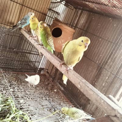 Australian female bajre