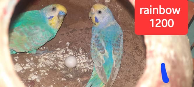 rainbow budgies Australian red eye parrot and dove for sale